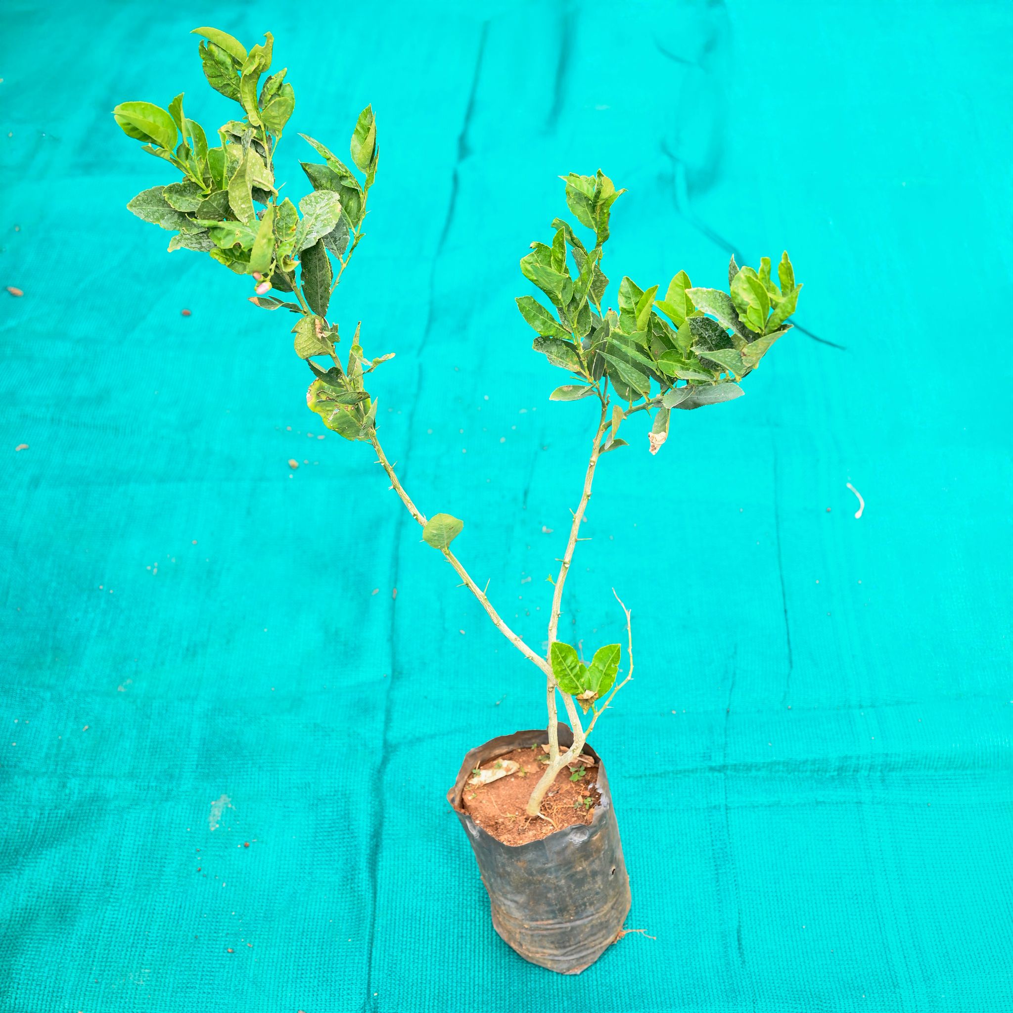 Kagzi Lemon / Nimbu in 7 Inch Nursery bag