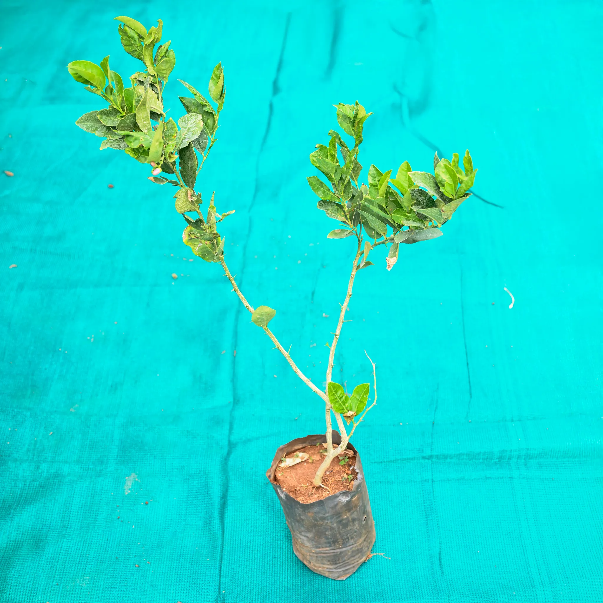 Kagzi Lemon / Nimbu in 7 Inch Nursery bag