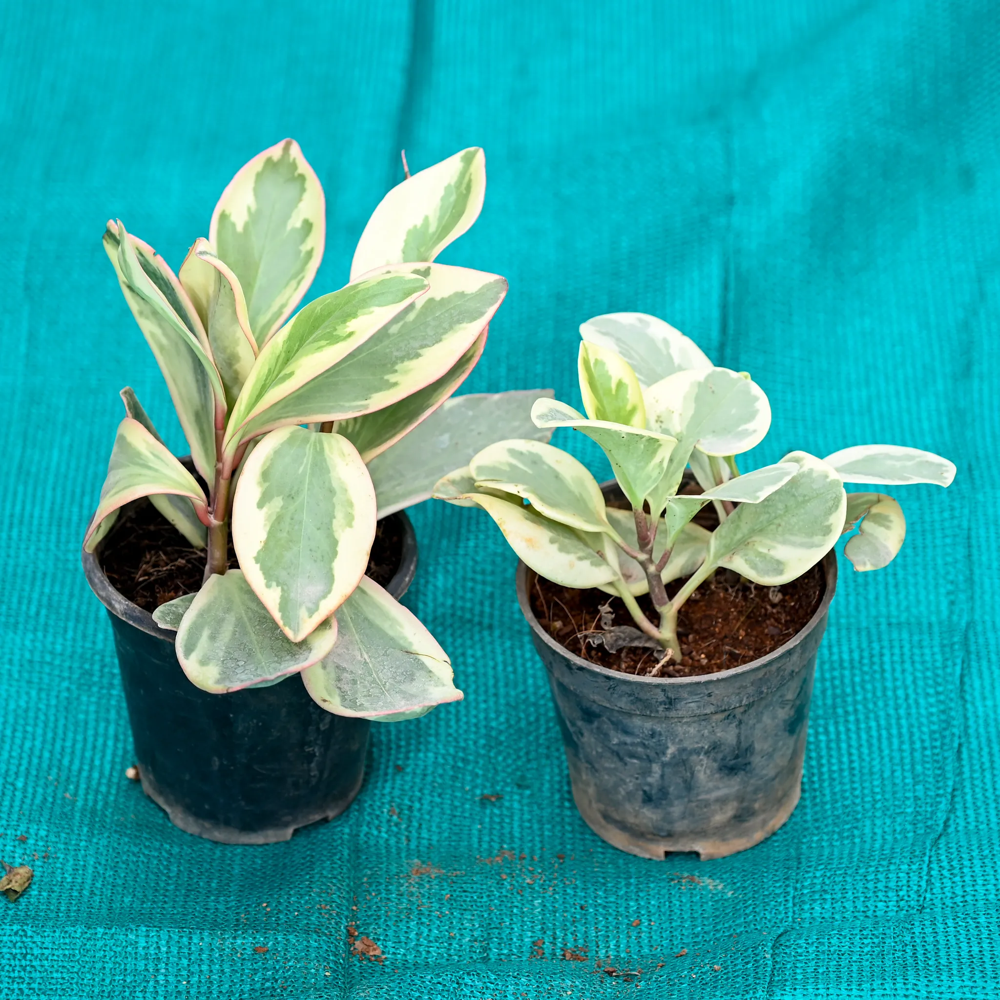 Set of 2 - Peperomia / Radiator Plant Variegated in 4 Inch Nursery Pot
