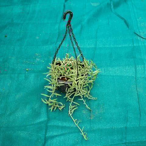 String of Banana in 6 Inch Hanging Pot