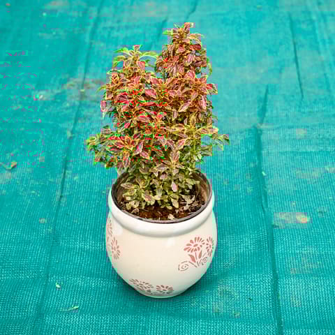 Coleus (Any Colour) in 5 Inch Premium Round Ceramic Pot (Any Colour)