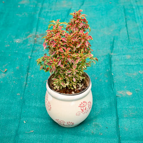 Coleus (Any Colour) in 5 Inch Premium Round Ceramic Pot (Any Colour)