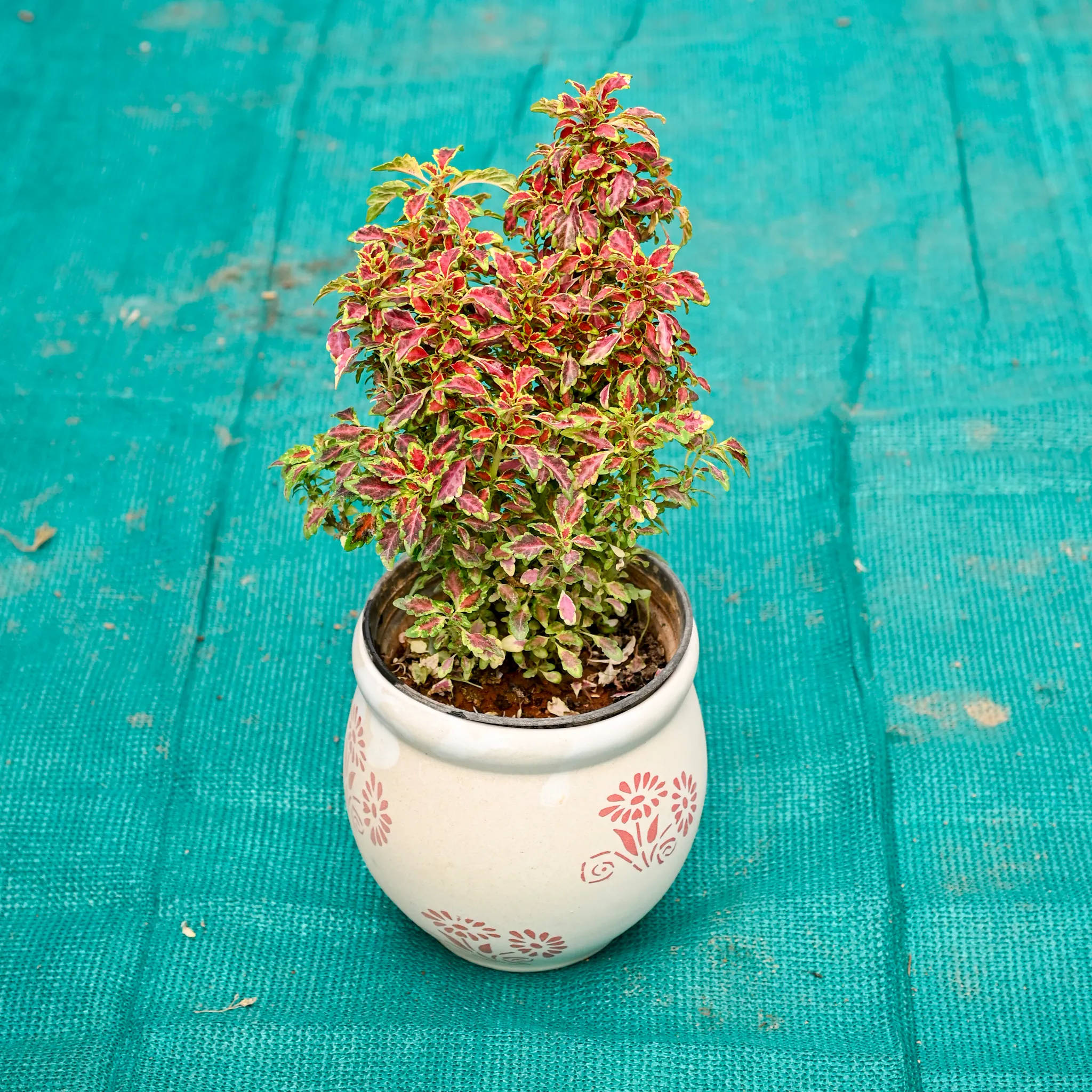 Coleus (Any Colour) in 5 Inch Premium Round Ceramic Pot (Any Colour)