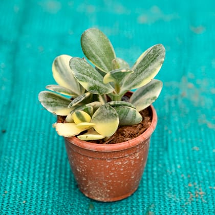 Buy Crassula Variegated in 3 Inch Nursery Pot Online | Urvann.com