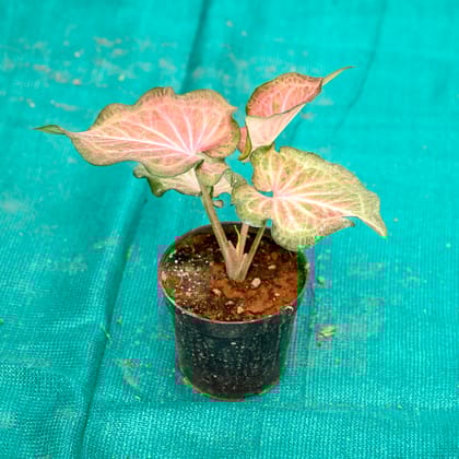 Buy Caladium / Heart Of Jesus (Any Colour) in 5 Inch Nursery Pot Online | Urvann.com