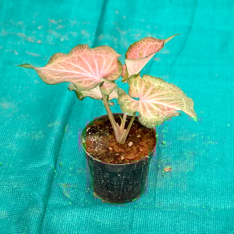 Caladium / Heart Of Jesus (Any Colour) in 5 Inch Nursery Pot