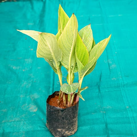 Canna Variegated in 10 Inch Nursery bag