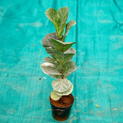 Buy Fiddle Leaf in 5 Inch Nursery Pot Online | Urvann.com