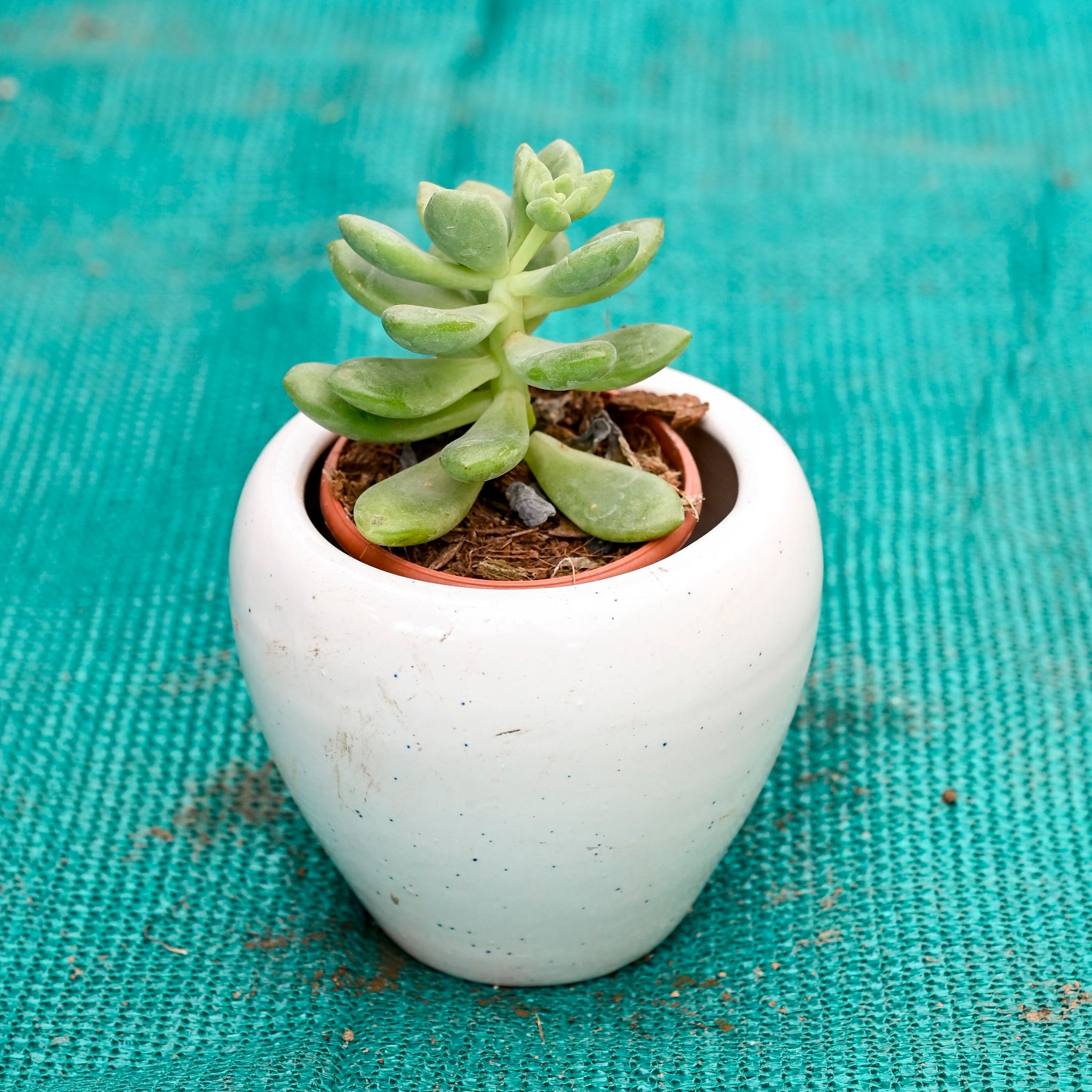 Moonstone Succulent in 4 Inch Classy Cone Ceramic Pot (Any Colour)