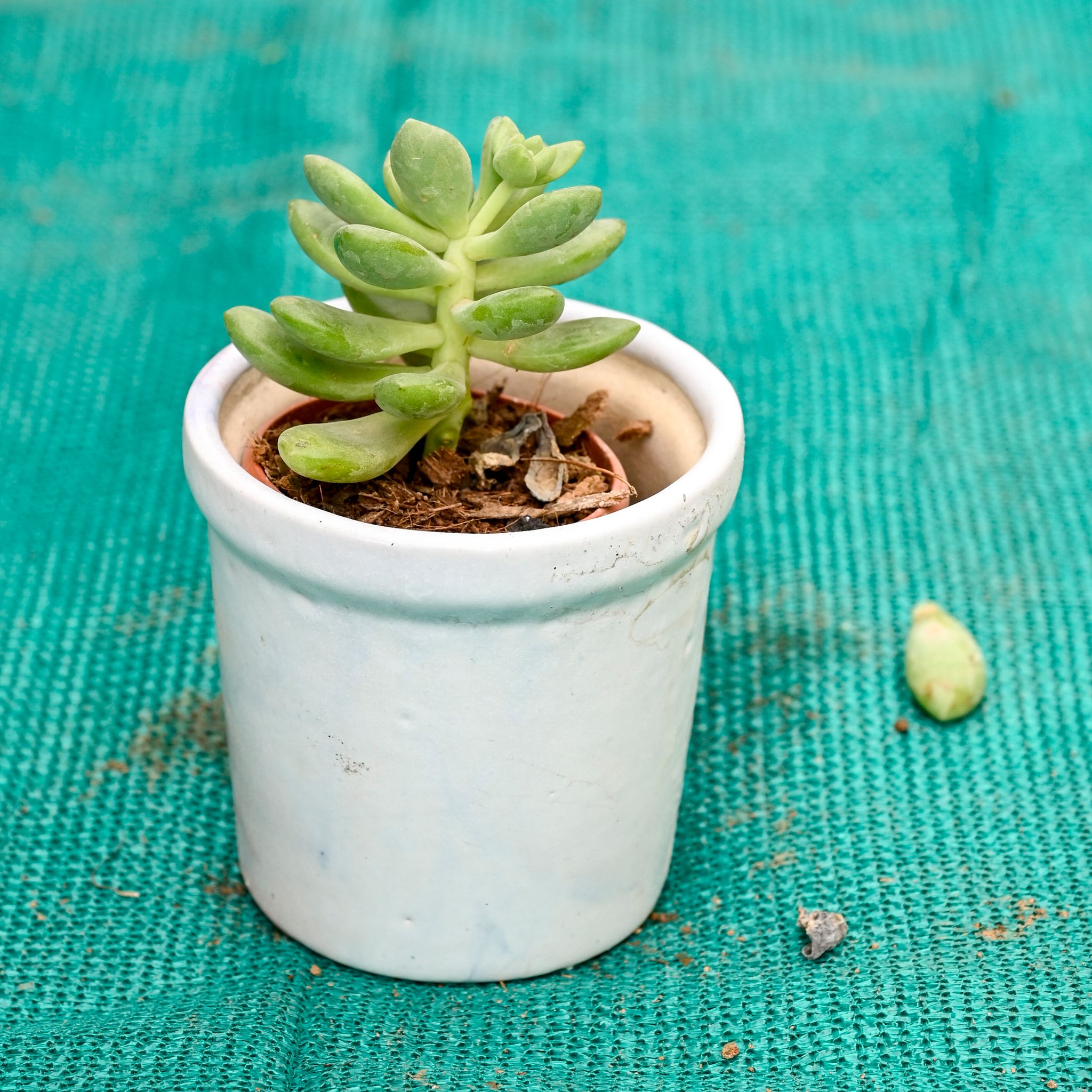 Moonstone Succulent in 4 Inch Ceramic Pot (Any Colour)
