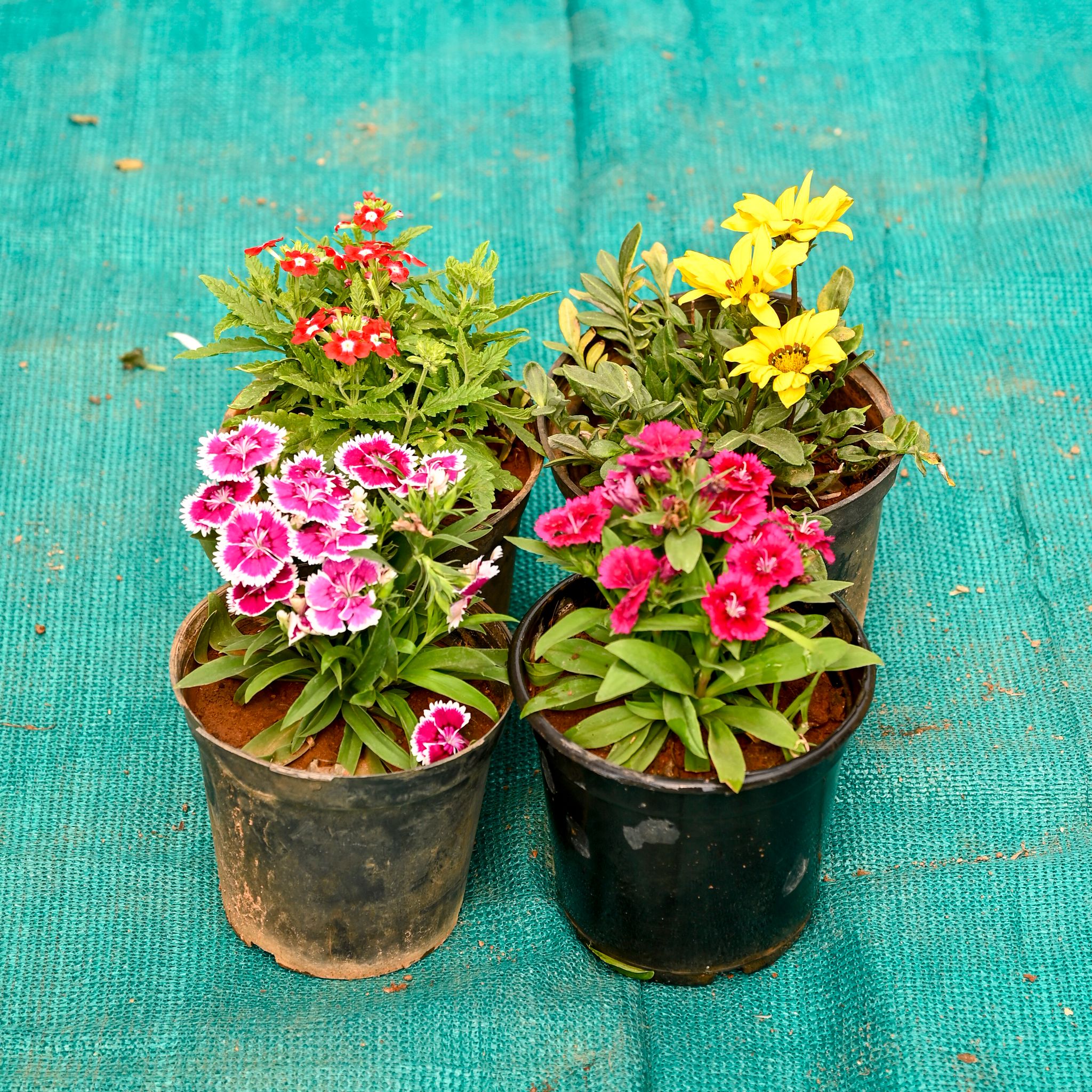 Set of 4 - Dianthus & Gazania & Verbena (Any Colour) in 5 Inch Nursery Pot