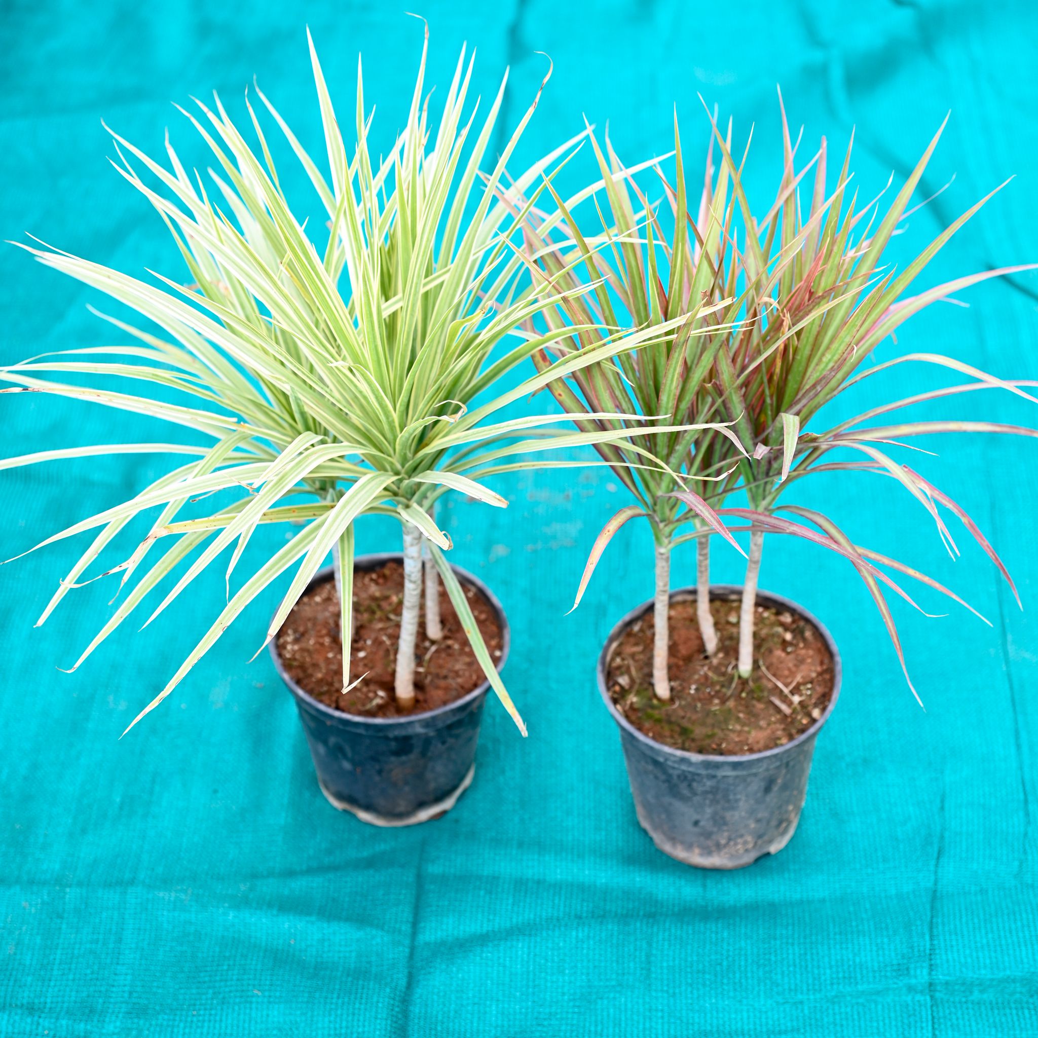 Set of 2 - Dracaena Marginata / Colorama (White & Red) in 6 Inch Nursery Pot