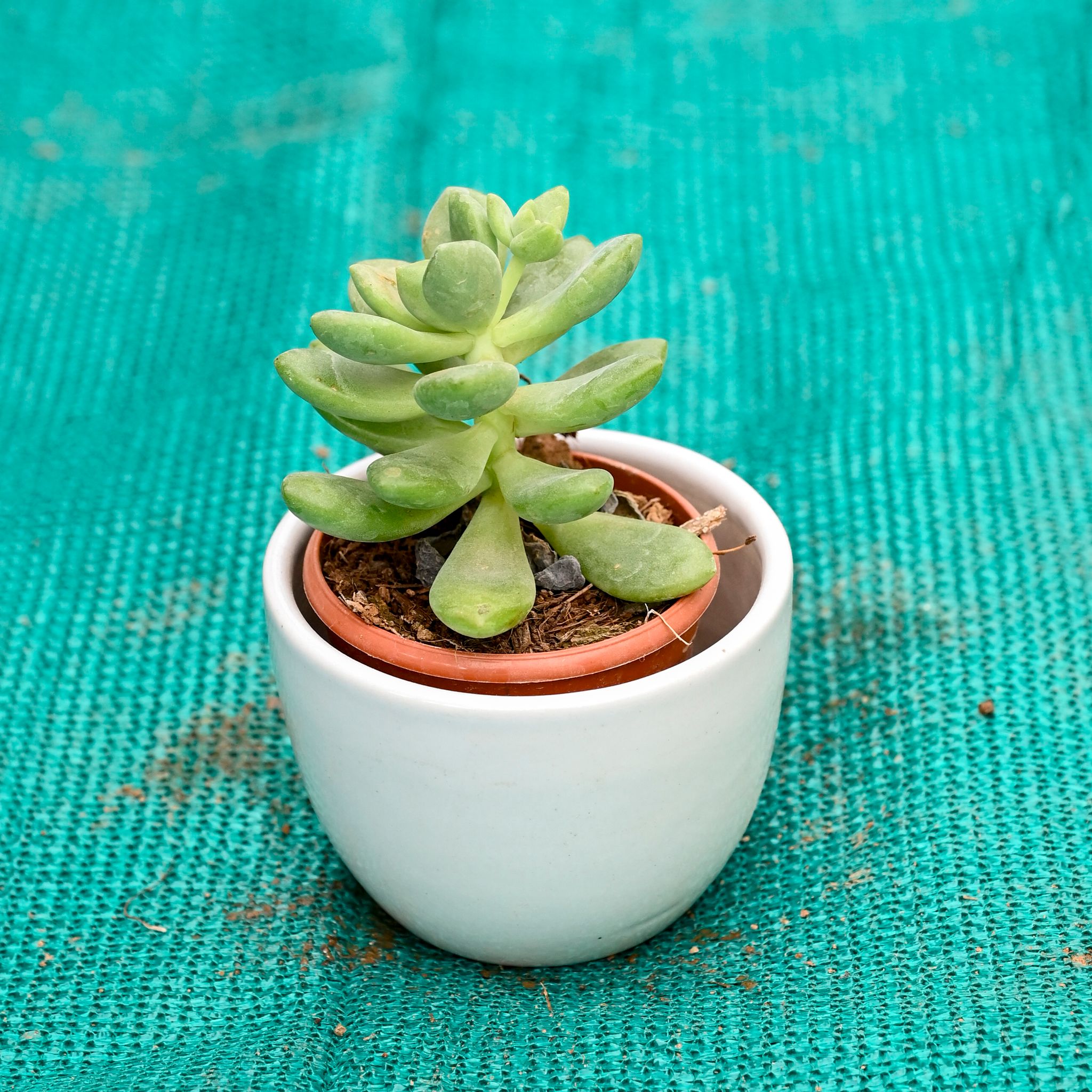 Moonstone Succulent in 5 Inch White Cup Designer Ceramic Pot (Any Colour)