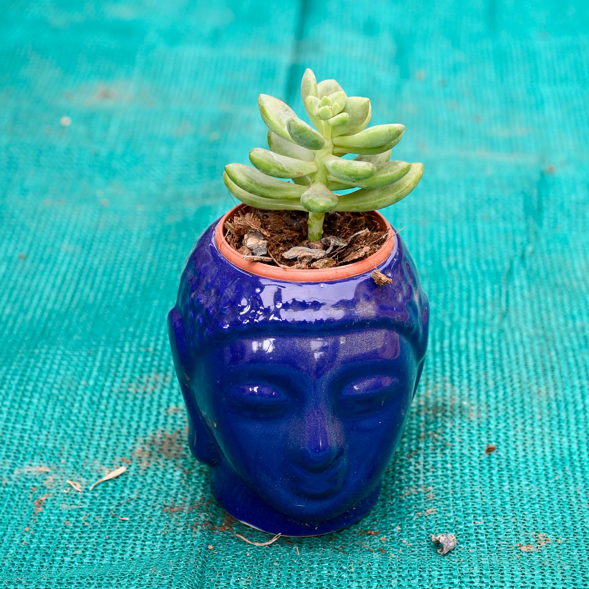 Moonstone Succulent in 3 Inch Buddha Ceramic Pot (Any Colour)