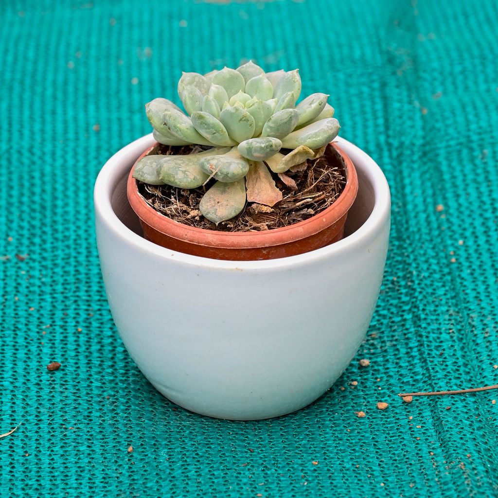 Buy Echeveria Elegans Succulent in 5 Inch White Cup Designer Ceramic Pot (Any Colour) Online | Urvann.com Echeveria Elegans Succulent in 5 Inch White Cup Designer Ceramic Pot (Any Colour)