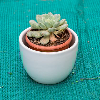 Buy Echeveria Elegans Succulent in 5 Inch White Cup Designer Ceramic Pot (Any Colour) Online | Urvann.com