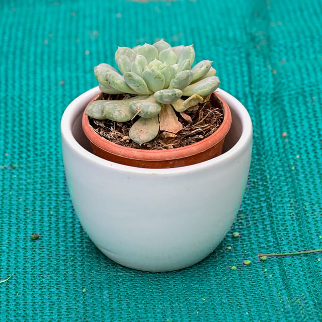 Echeveria Elegans Succulent in 5 Inch White Cup Designer Ceramic Pot (Any Colour)