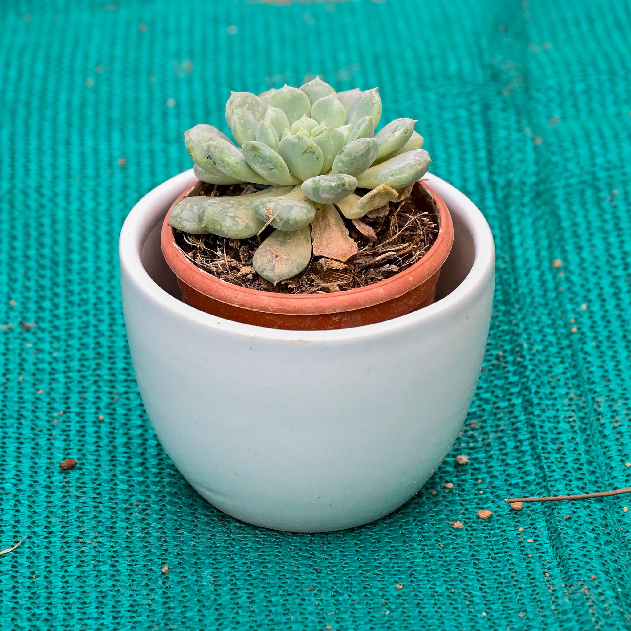 Echeveria Elegans Succulent in 5 Inch White Cup Designer Ceramic Pot (Any Colour)