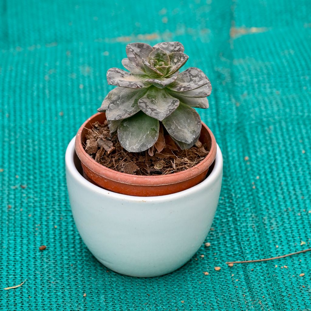 Buy Echeveria Succulent in 5 Inch White Cup Designer Ceramic Pot (Any Colour) Online | Urvann.com Echeveria Succulent in 5 Inch White Cup Designer Ceramic Pot (Any Colour)