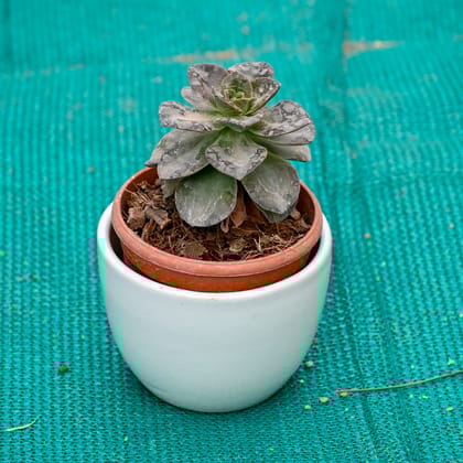 Buy Echeveria Succulent in 5 Inch White Cup Designer Ceramic Pot (Any Colour) Online | Urvann.com