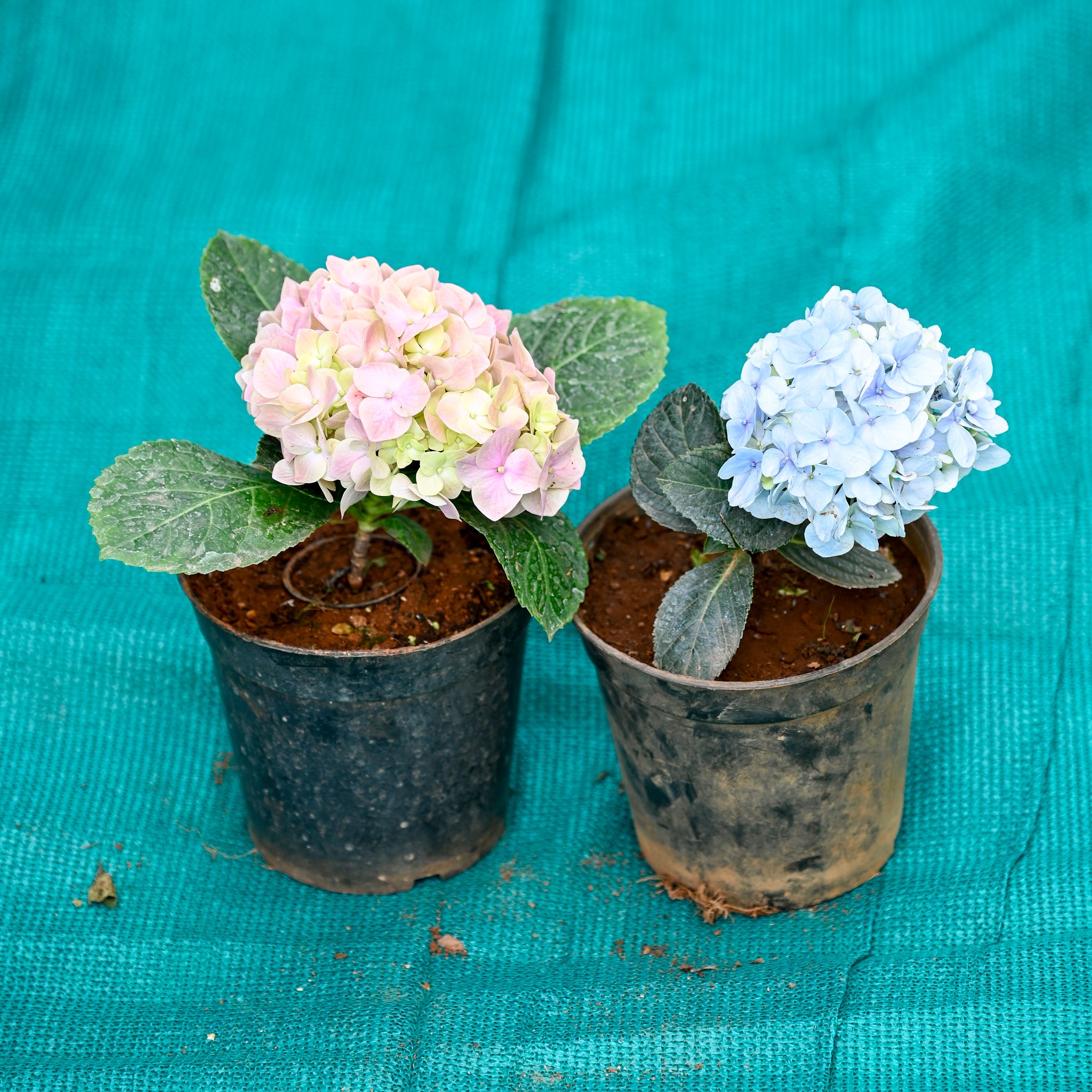 Set of 2 - Hydrangea (Any Colour) in 5 Inch Nursery Pot