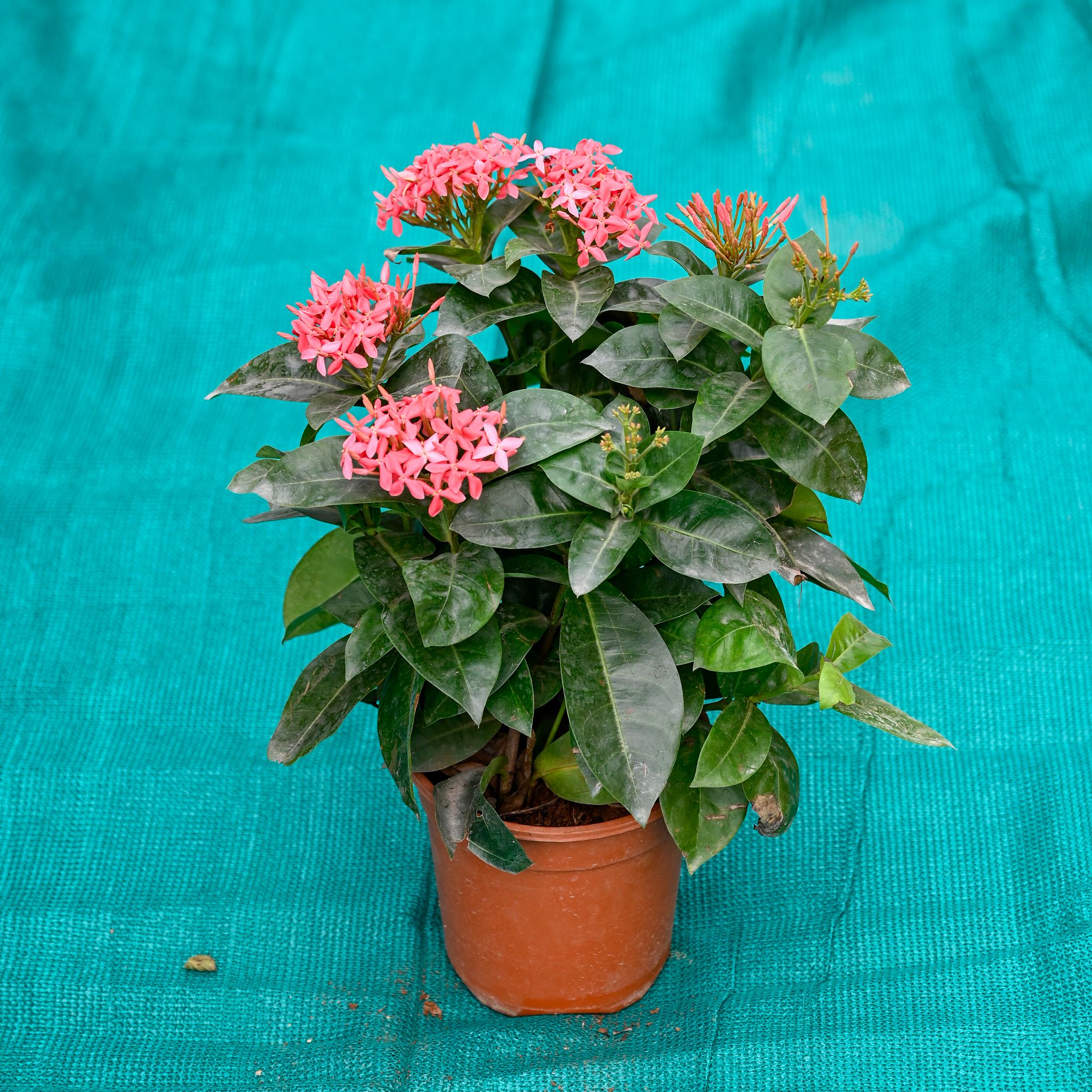 Ixora (Any Colour) in 5 Inch Nursery Pot
