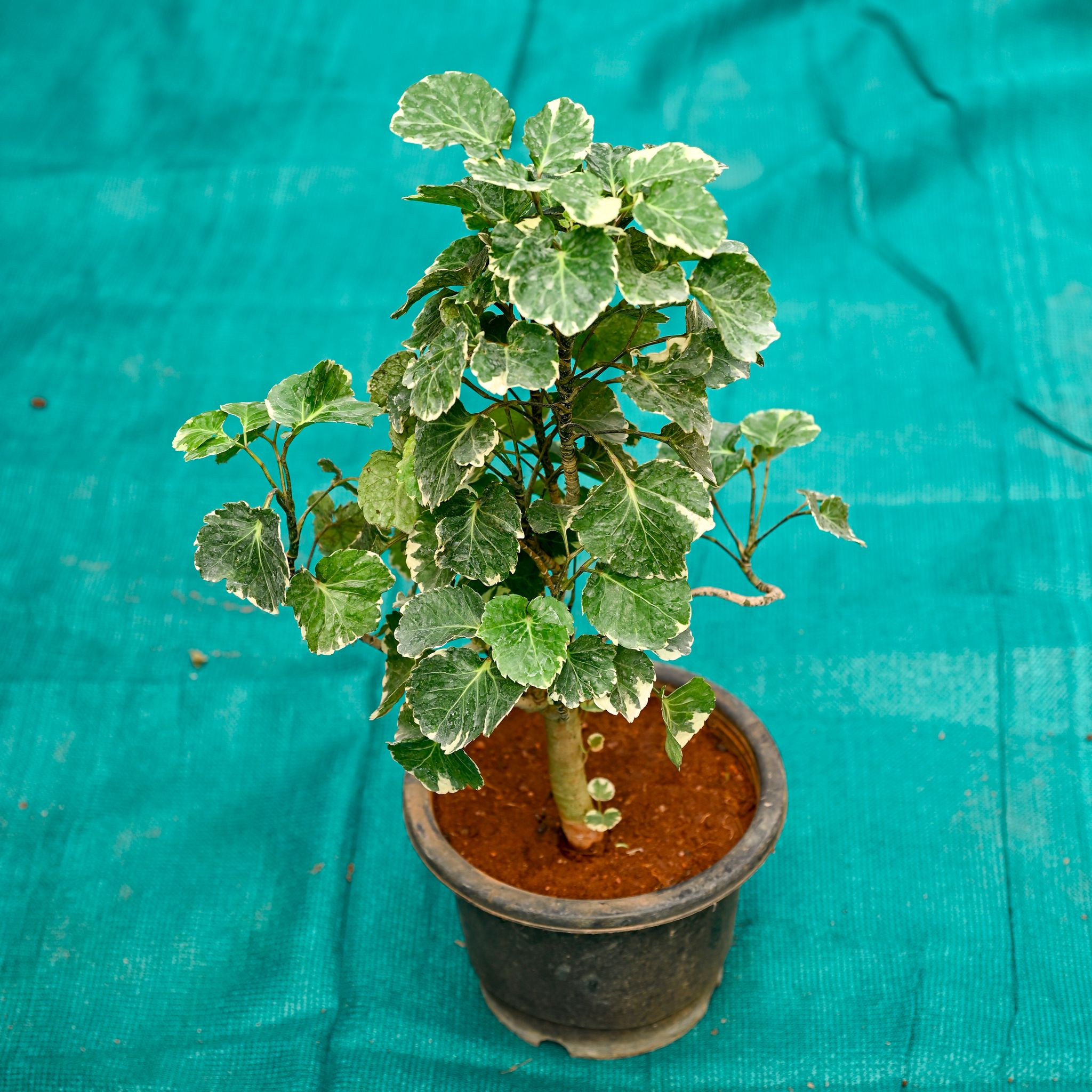 Aralia Big Leaf in 8 Inch Nursery Pot