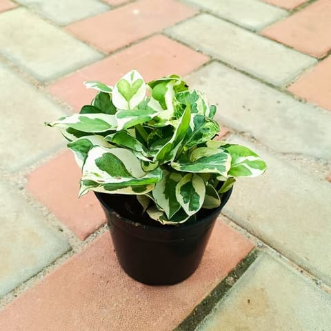 Money Plant N ~ joy in 4 Inch Nursery Pot