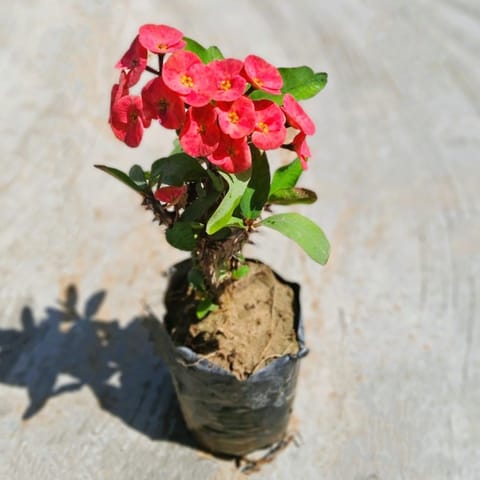 Euphorbia Mili in 6 Inch Nursery Bag