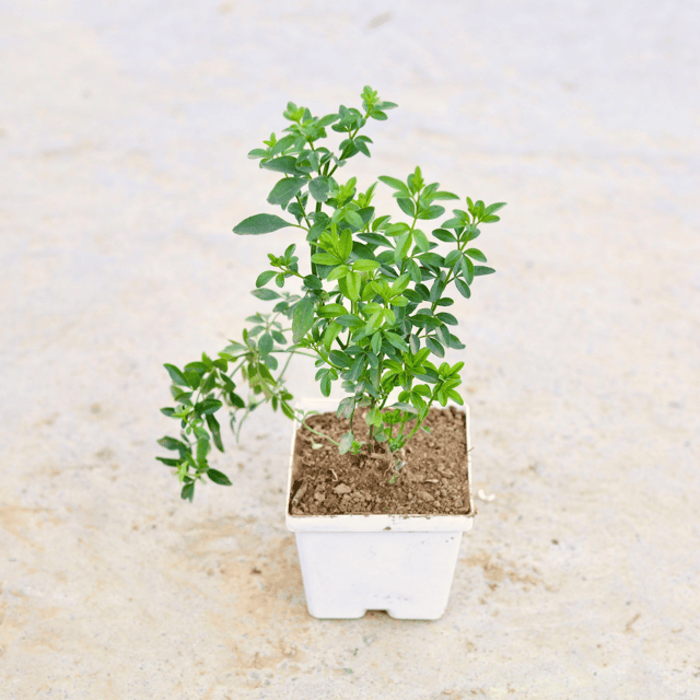 Chameli (Any Colour) in 4 Inch Elegant White Square Plastic Pot