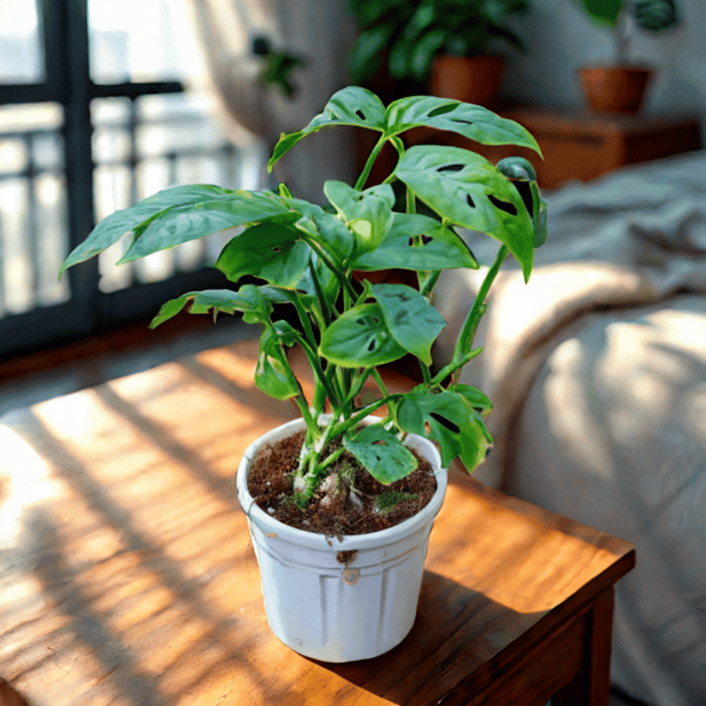 Monstera Broken Heart in 4 Inch Nursery Pot Monstera Broken Heart in 4 Inch Nursery Pot