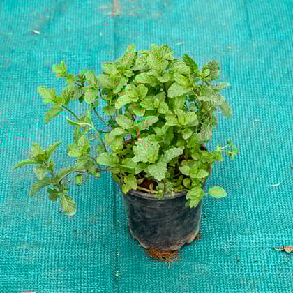Buy Mint in 4 Inch Nursery Pot Online | Urvann.com