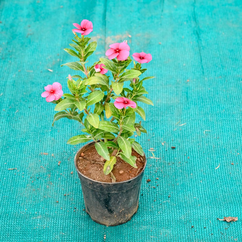 Buy Periwinkle / Sadabahar / Vinca (Any Colour) in 4 Inch Nursery Pot Online | Urvann.com Periwinkle / Sadabahar / Vinca (Any Colour) in 4 Inch Nursery Pot
