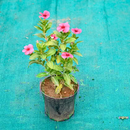 Buy Periwinkle / Sadabahar / Vinca (Any Colour) in 4 Inch Nursery Pot Online | Urvann.com