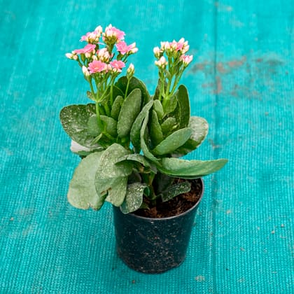 Buy Kalanchoe (Any Colour) in 4 Inch Nursery Pot Online | Urvann.com