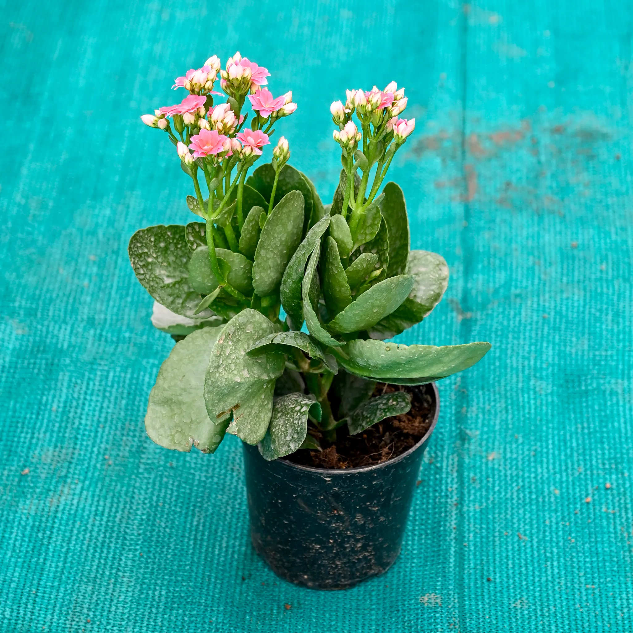 Kalanchoe (Any Colour) in 4 Inch Nursery Pot