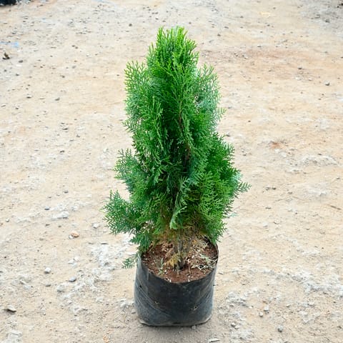 Morpankhi in 8 Inch Nursery bag