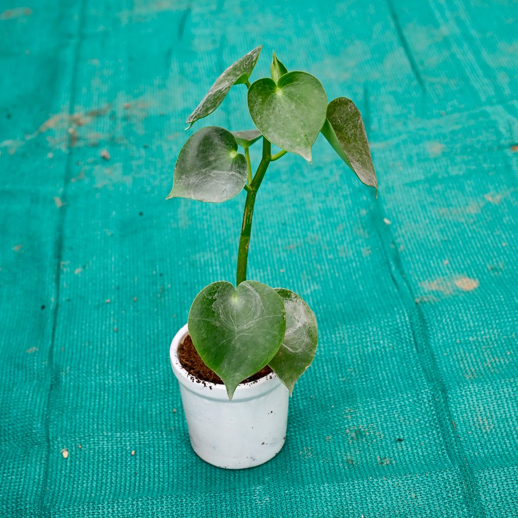 Buy Chinese Peperomia in 4 Inch Classic Ceramic Pot (Any Colour) Online | Urvann.com Chinese Peperomia in 4 Inch Classic Ceramic Pot (Any Colour)