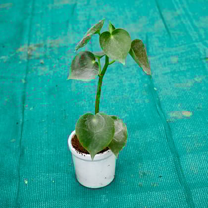 Buy Chinese Peperomia in 4 Inch Classic Ceramic Pot (Any Colour) Online | Urvann.com