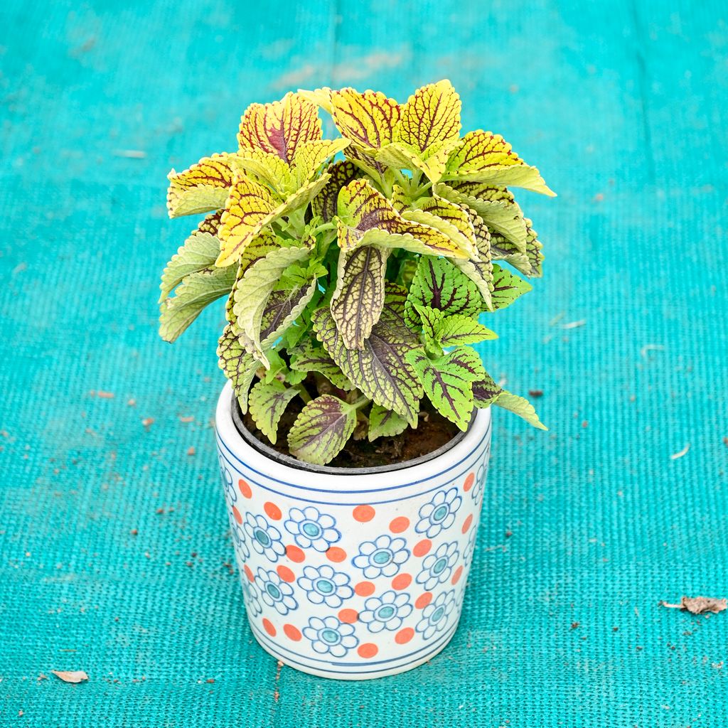 Buy Balsam (Any Colour) in 5 Inch Flora Pop Cup Style Ceramic Pot (Any Colour) Online | Urvann.com Coleus (Any Colour) in 5 Inch Flora Pop Cup Style Ceramic Pot (Any Colour)