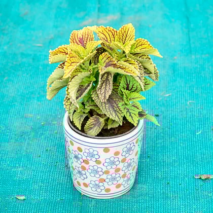 Buy Balsam (Any Colour) in 5 Inch Flora Pop Cup Style Ceramic Pot (Any Colour) Online | Urvann.com