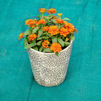 Buy Zinnia (Any Colour) in 5 Inch Textured Cup Style Ceramic Pot (Any Colour) Online | Urvann.com