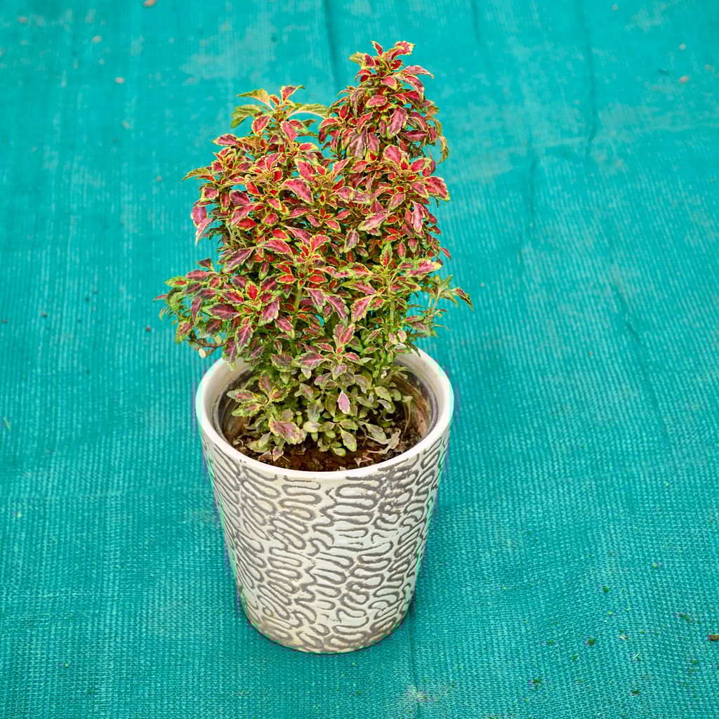 Buy Coleus (Any Colour) in 5 Inch Textured Cup Style Ceramic Pot (Any Colour) Online | Urvann.com Coleus (Any Colour) in 5 Inch Textured Cup Style Ceramic Pot (Any Colour)