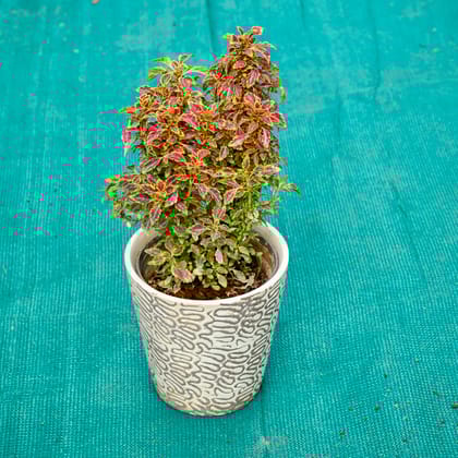 Buy Coleus (Any Colour) in 5 Inch Textured Cup Style Ceramic Pot (Any Colour) Online | Urvann.com