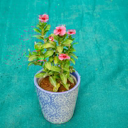 Buy Periwinkle / Sadabahar / Vinca (Any Colour) in 5 Inch Sky Bloom Cup Style Ceramic Pot (Any Colour) Online | Urvann.com