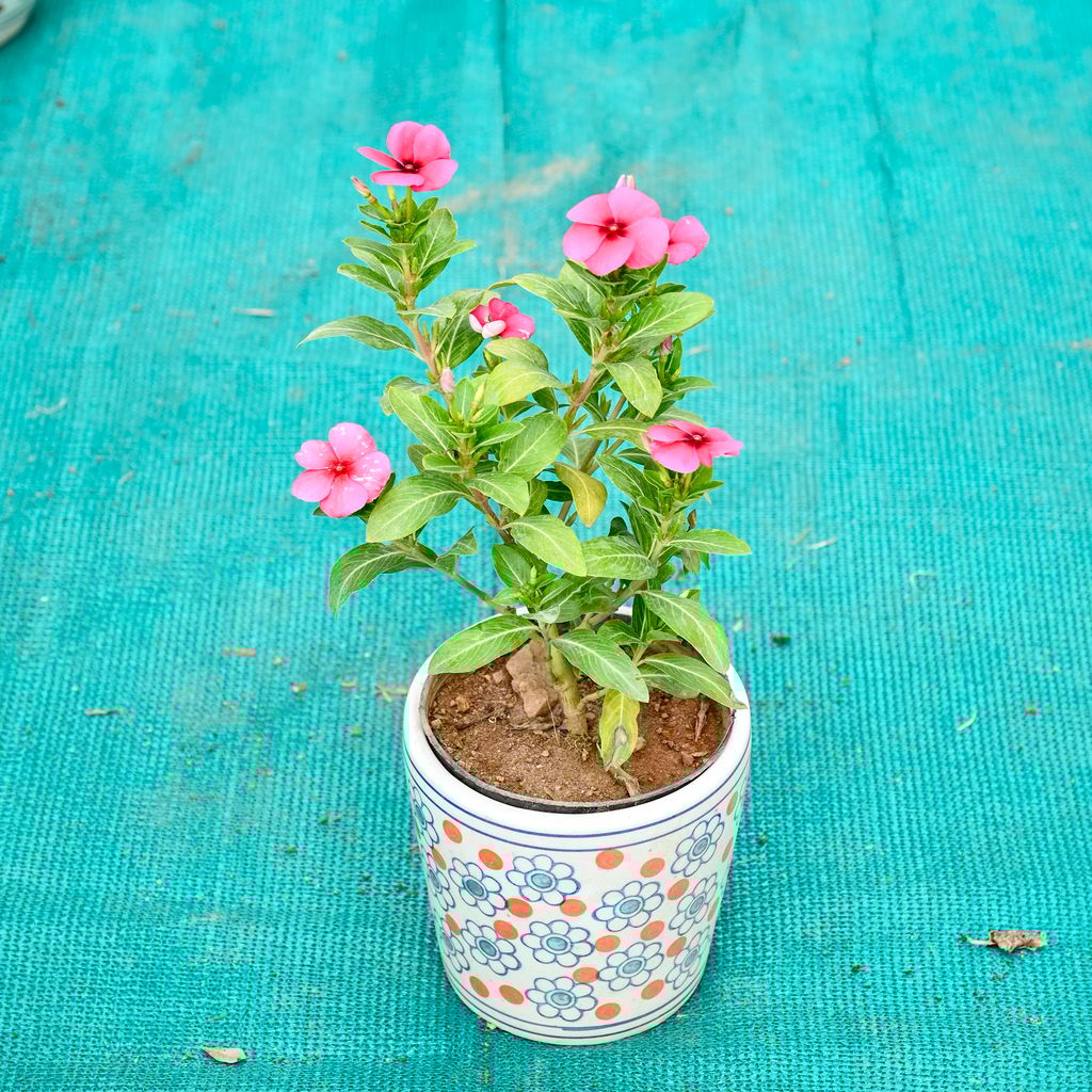 Buy Periwinkle / Sadabahar / Vinca (Any Colour) in 5 Inch Flora Pop Cup Style Ceramic Pot (Any Colour) Online | Urvann.com Periwinkle / Sadabahar / Vinca (Any Colour) in 5 Inch Flora Pop Cup Style Ceramic Pot (Any Colour)