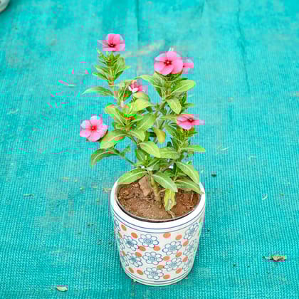 Buy Periwinkle / Sadabahar / Vinca (Any Colour) in 5 Inch Flora Pop Cup Style Ceramic Pot (Any Colour) Online | Urvann.com