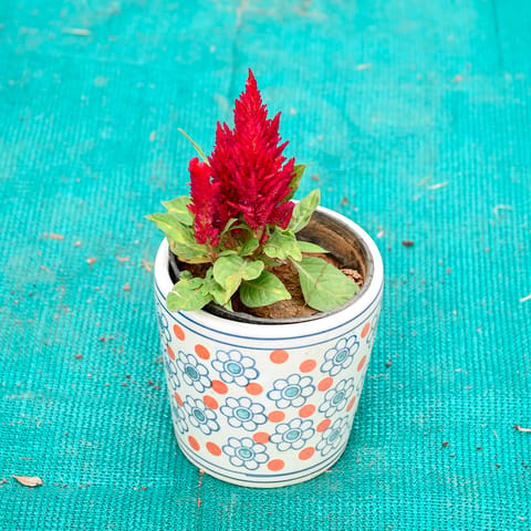Celosia / Cockscomb Red in 5 Inch Flora Pop Cup Style Ceramic Pot (Any Colour)