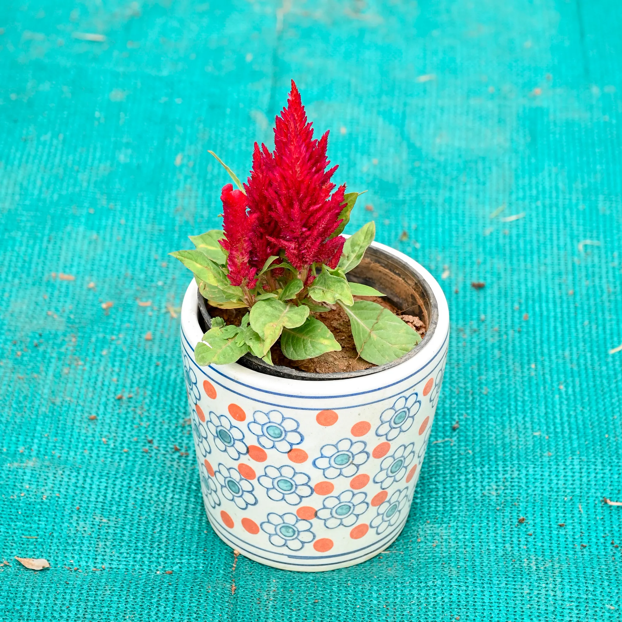 Celosia / Cockscomb Red in 5 Inch Flora Pop Cup Style Ceramic Pot (Any Colour)