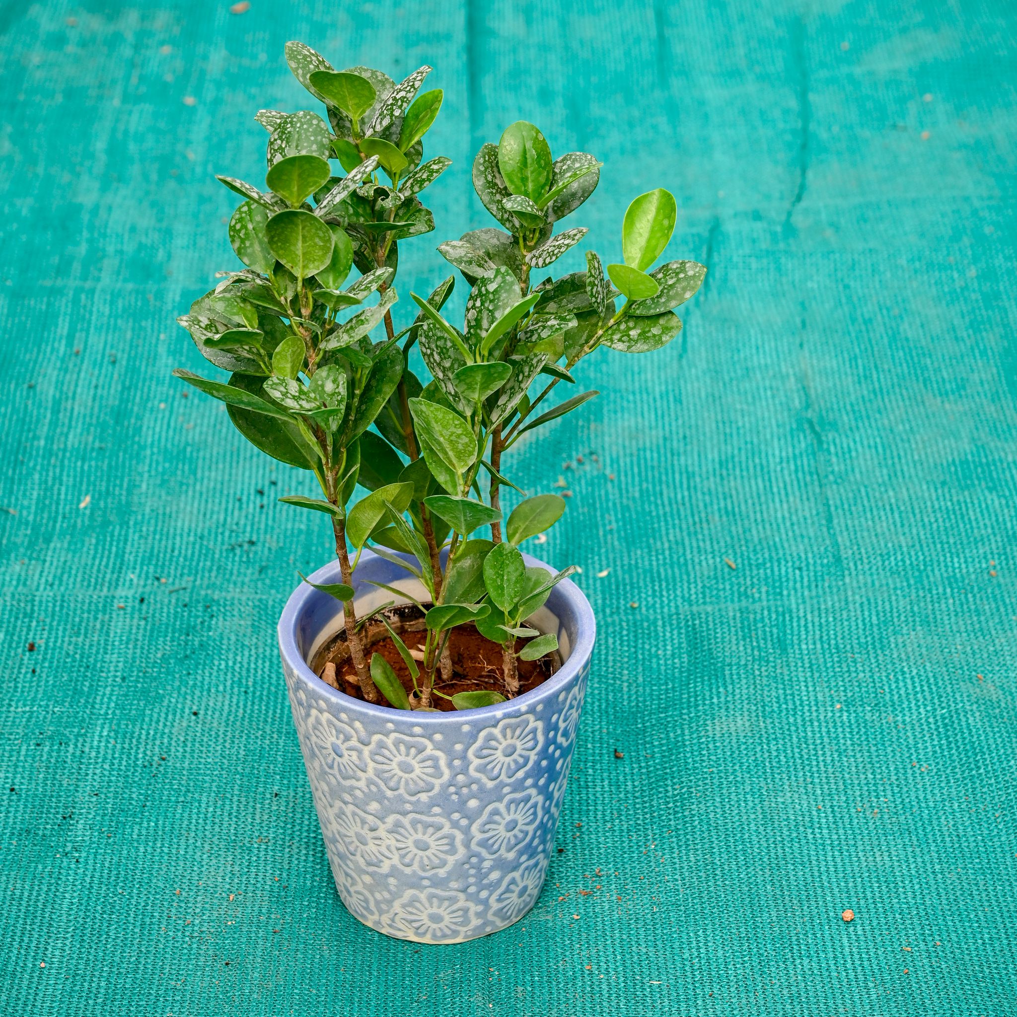 Lemon Ficus in 5 Inch Sky Bloom Cup Style Ceramic Pot (Any Colour)